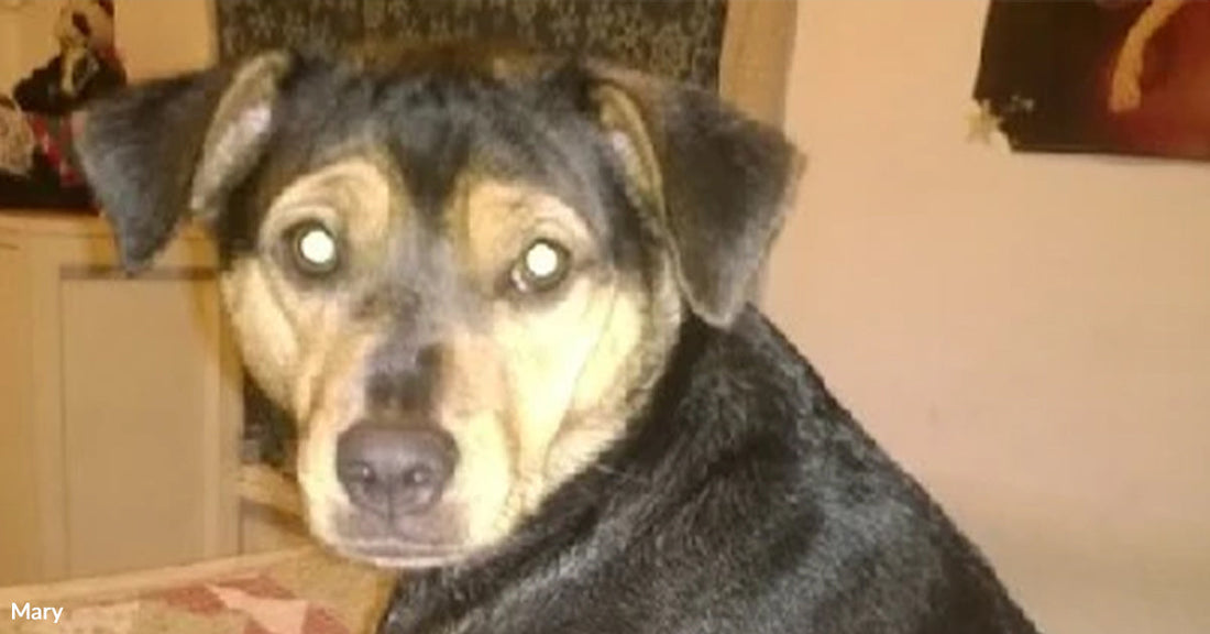 Loyal Rescue Dog Helps Heartbroken Owner Rebuild Life After Family Falls Apart