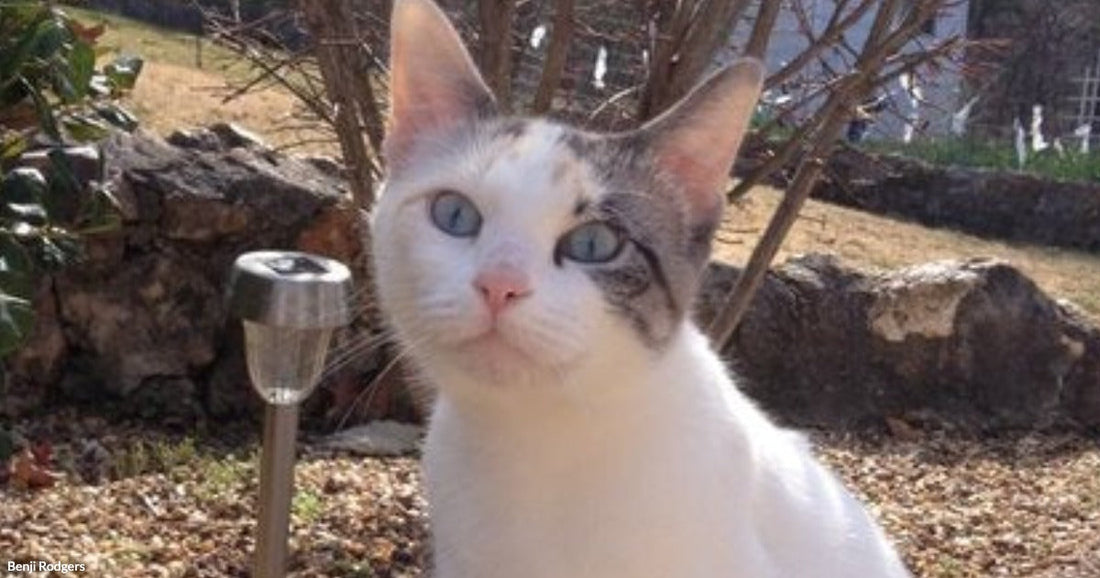 A white cat with gray tabby markings and striking blue eyes sits attentively on a stone surface in a garden with gravel, rocks, and bare shrubs.