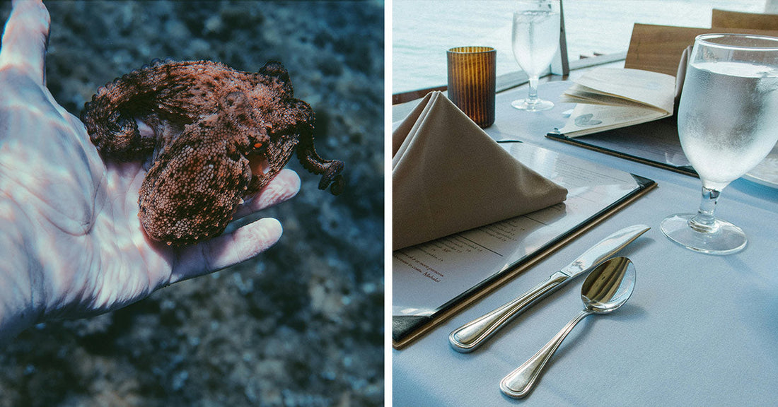A split image showing a hand holding a small octopus underwater on the left, and a fine dining restaurant table set with a folded napkin, glass of water, and cutlery on the right.