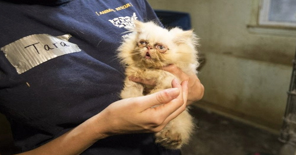 A Dying Kitten Was Rescued From A Puppy Mill. Vets Said She Should Be Put Down, But They Refused