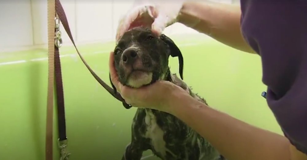 Dogs Rescued From Horrible Situations Get Baths For The First Time Ever!
