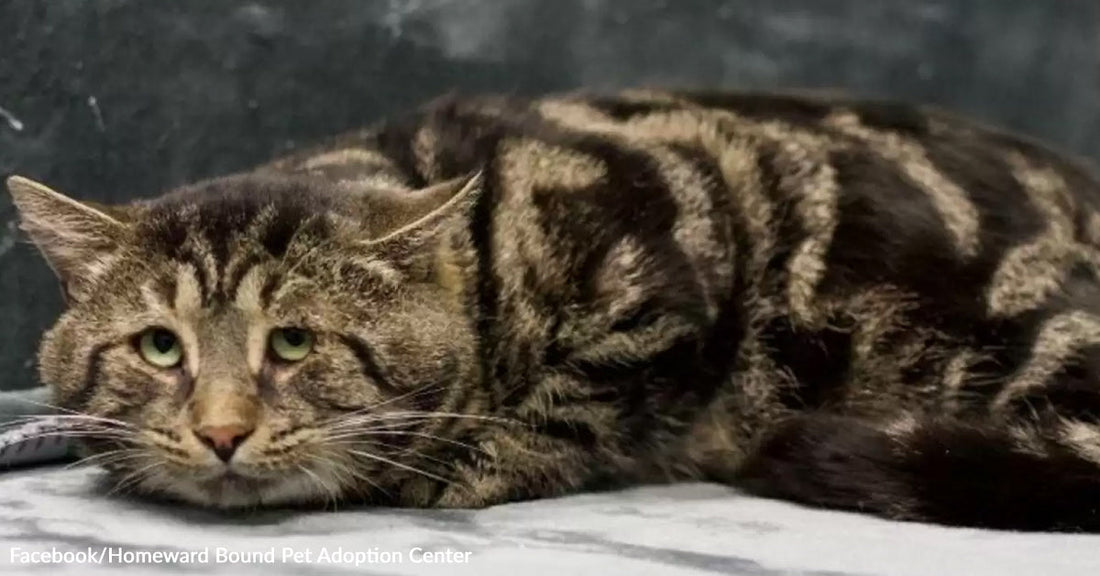 Adult tabby cat lying flat on a kennel blanket, ears slightly back and eyes open, appearing withdrawn.