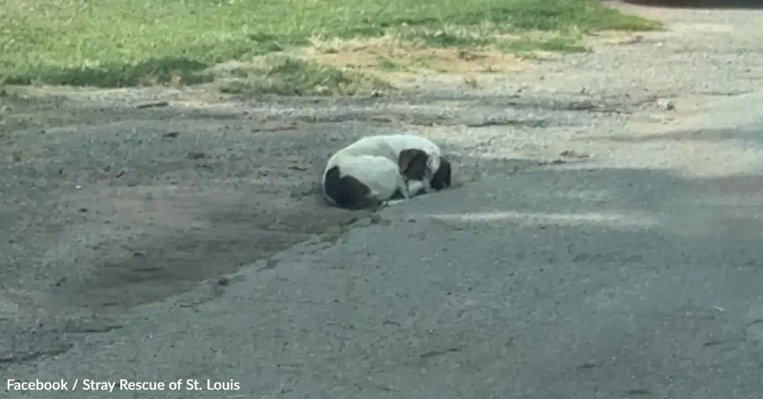 A small dog curled up on a gravel road, surrounded by grass.