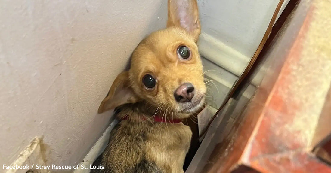 A small, tan dog peers from a corner, looking curious and alert.