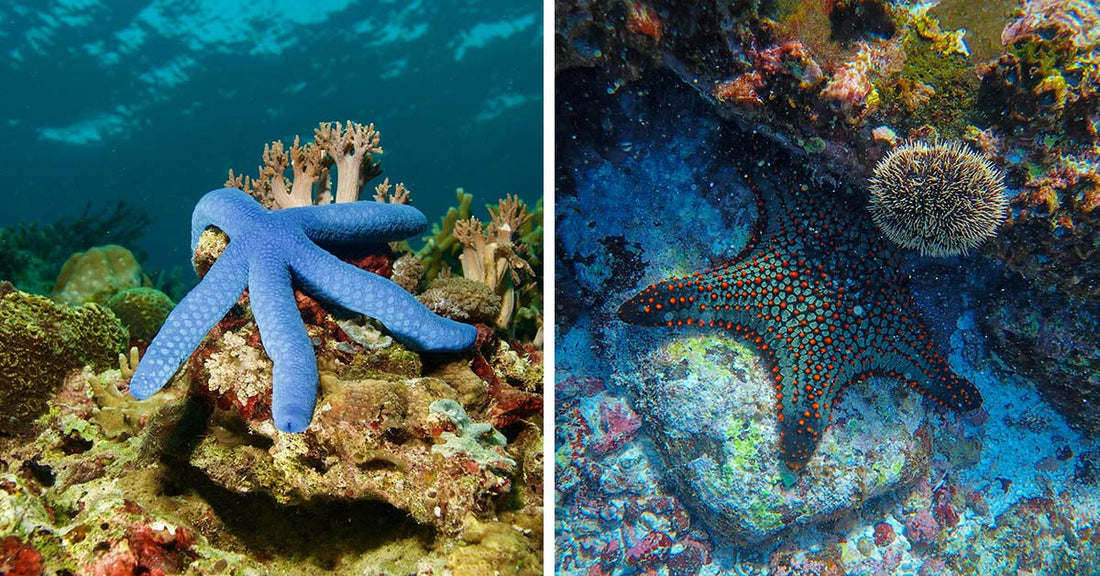 Scientists Uncover the Cause Behind the Death of Billions of Sea Stars