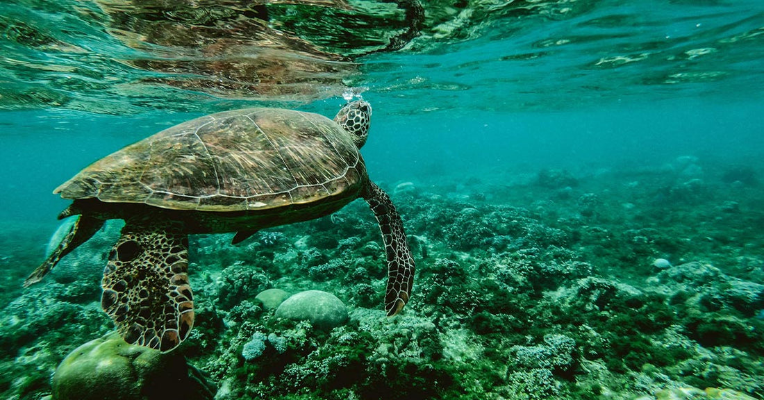 Underwater Photographer Saves Giant Sea Turtle After Savage Shark Attack
