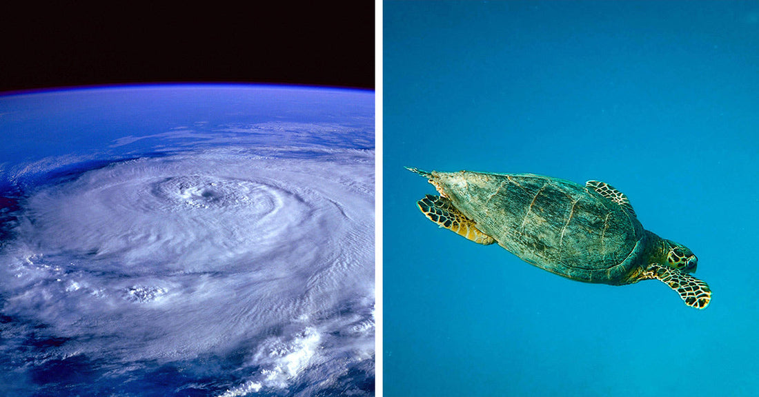 Dozens of Tortoises Survive Harrowing Ocean Crossing After Hurricane