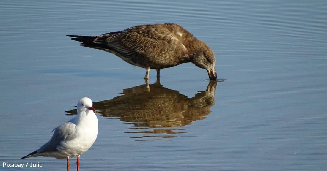 Plastic May Lead to Neurodegeneration in Young Seabirds