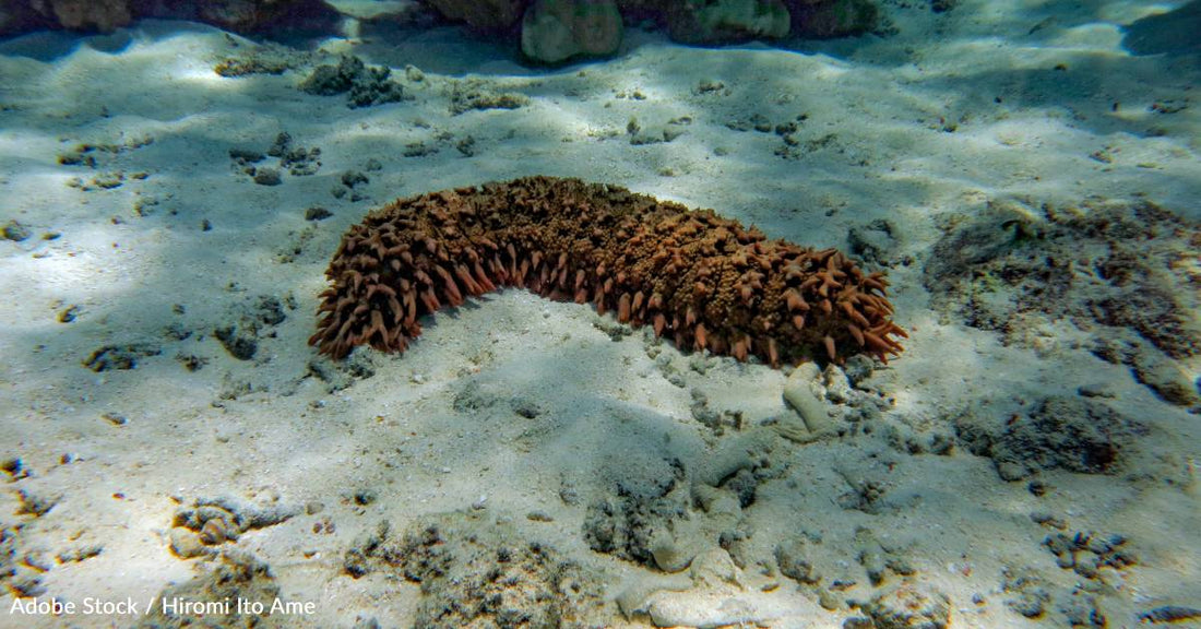 Sea Cucumbers Could Help Us Fight Cancer