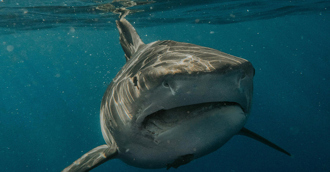 The face of a great white shark swimming in the ocean