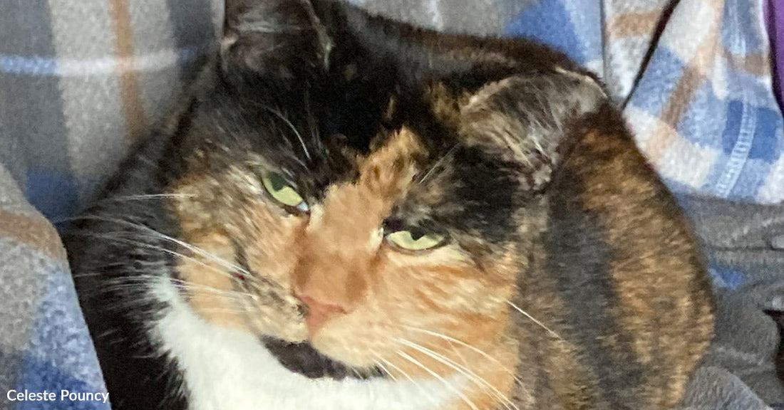 Close-up of a calico cat with green eyes and mottled black, orange, and white fur, resting on a plaid blanket.