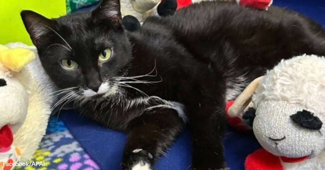 A black-and-white cat lies curled on a blanket between plush lamb toys inside a shelter enclosure.