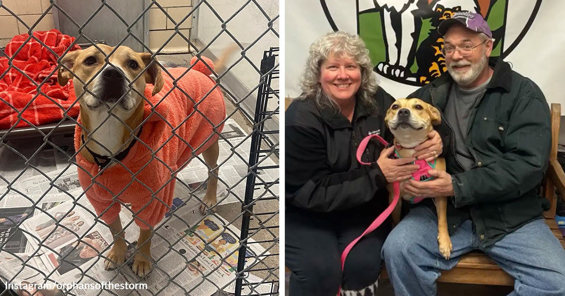 Dog wearing a sweater standing behind a kennel fence beside the same dog sitting with adopters after rescue.
