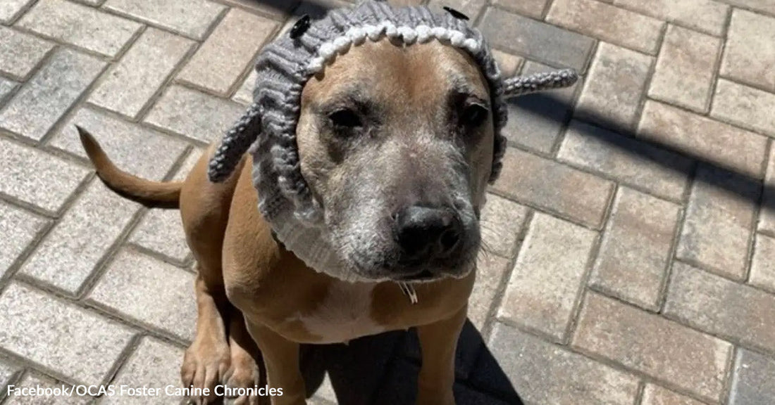 Dog wearing a knitted sheep hat sits on a stone patio, looking at the camera.