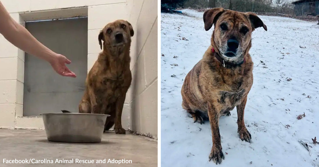 Left: Brown dog sitting in a shelter kennel near a metal food bowl, with a person’s hand reaching toward it. Right: same brown dog sitting outdoors on snow-covered ground, looking toward the camera.