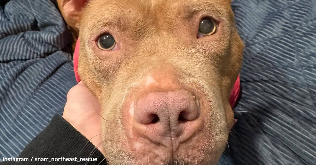 Close-up of a brown dog’s face, resting on a blue blanket.