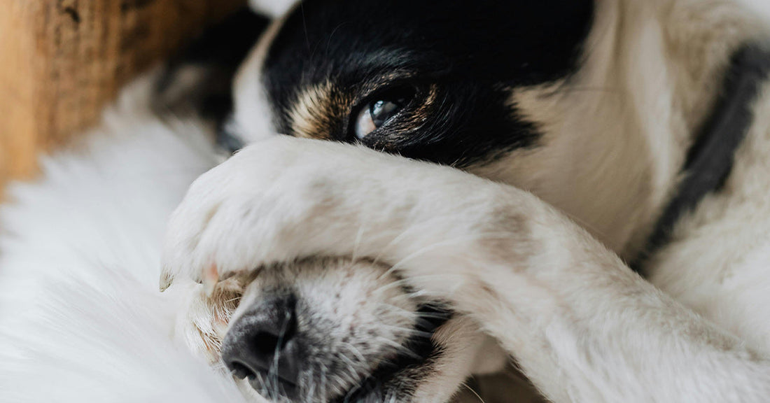 Close-up of a dog resting its face on its paws, looking slightly playful.