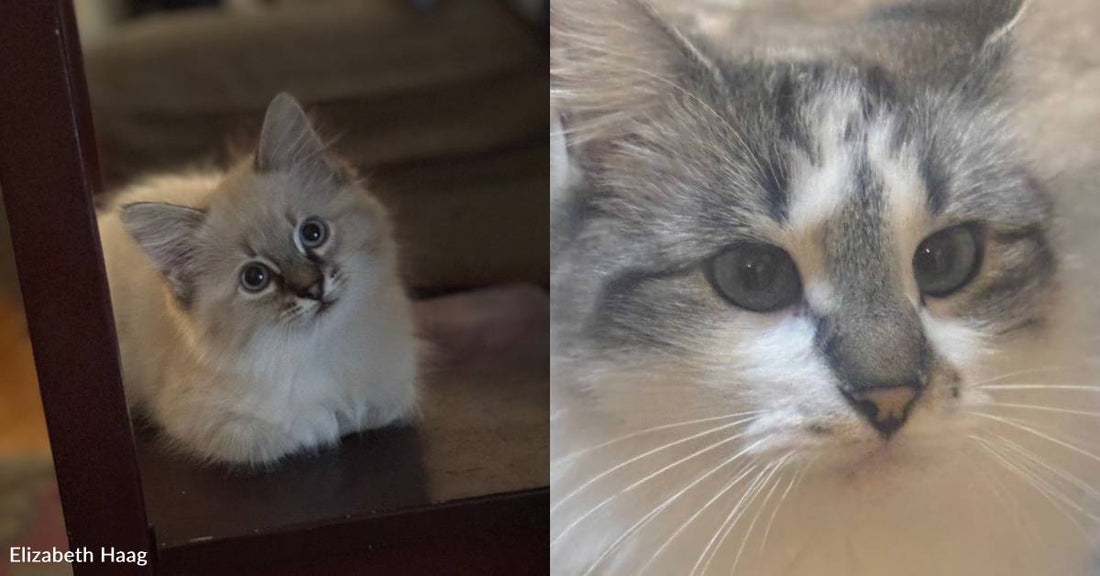 How Love Found a Woman Three Times, in the Form of a Cat