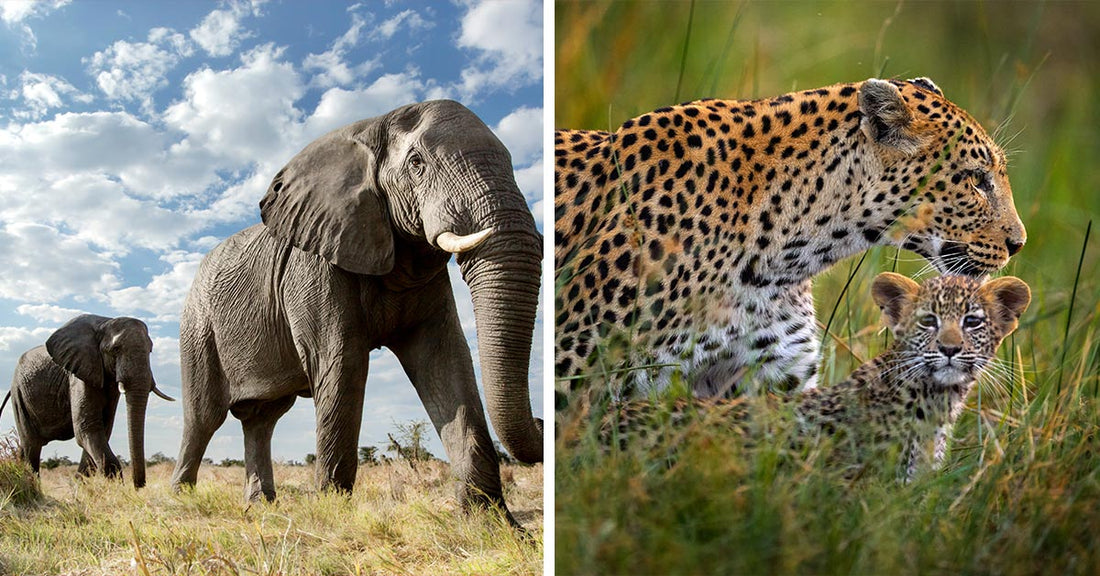 Split image showing two elephants walking through savanna on the left and a leopard with her cub resting in tall grass on the right.