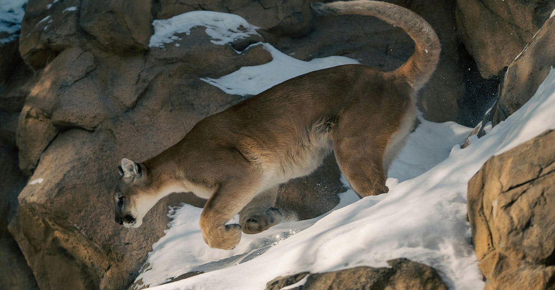 South Dakota Expands Hound Hunts That Put Mountain Lions in Peril