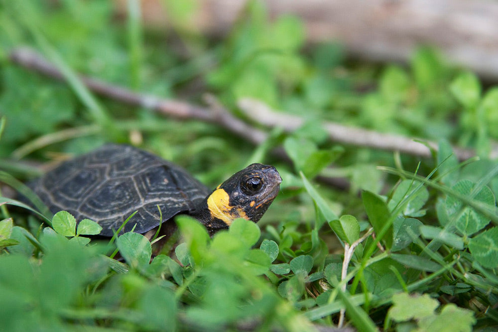 Southern Bog Turtle Teeters on the Edge of Extinction