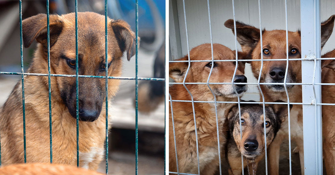 Split image of a brown dog behind wire fencing beside four brown dogs pressed together behind white kennel bars.
