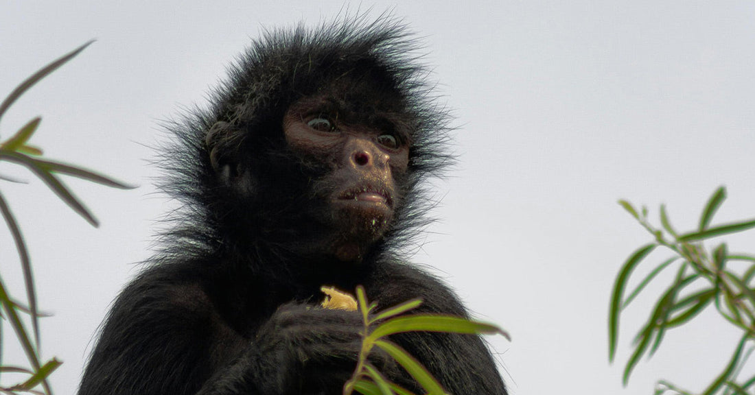Mississippi Monkey Sanctuary Helps Veterans Find Peace Through Healing Connections