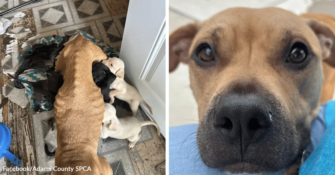Split image of a thin tan mother dog nursing puppies on a blanket by a doorway on the left and a close-up of the mother dog’s face on the right.