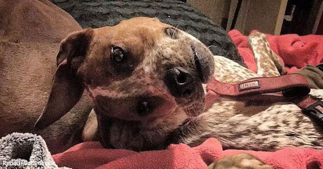 Brown-and-white speckled dog lies on a blanket indoors with its head tilted sharply to the side.