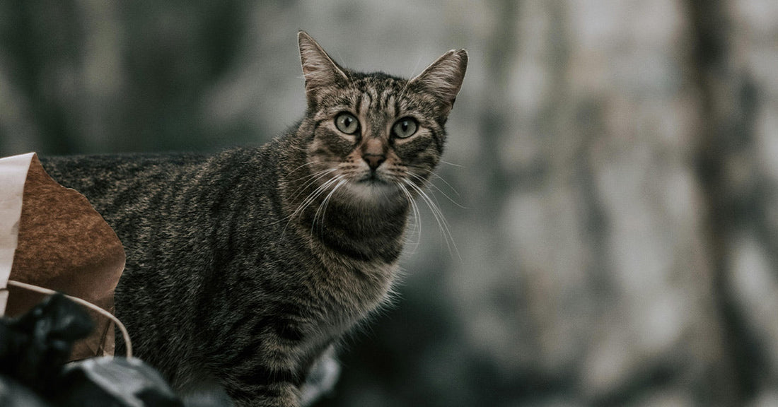 A curious tabby cat looking intently at the camera in a blurred outdoor setting.