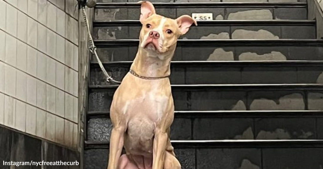Tan dog sits alone on a tiled stairway landing in a subway station, looking upward with ears perked.