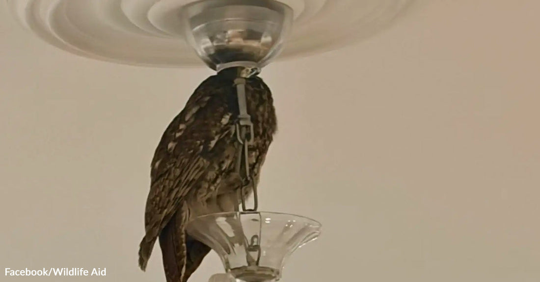 A small owl is wedged between vertically striped curtains indoors, clinging to the fabric with its talons while peering out from the folds.