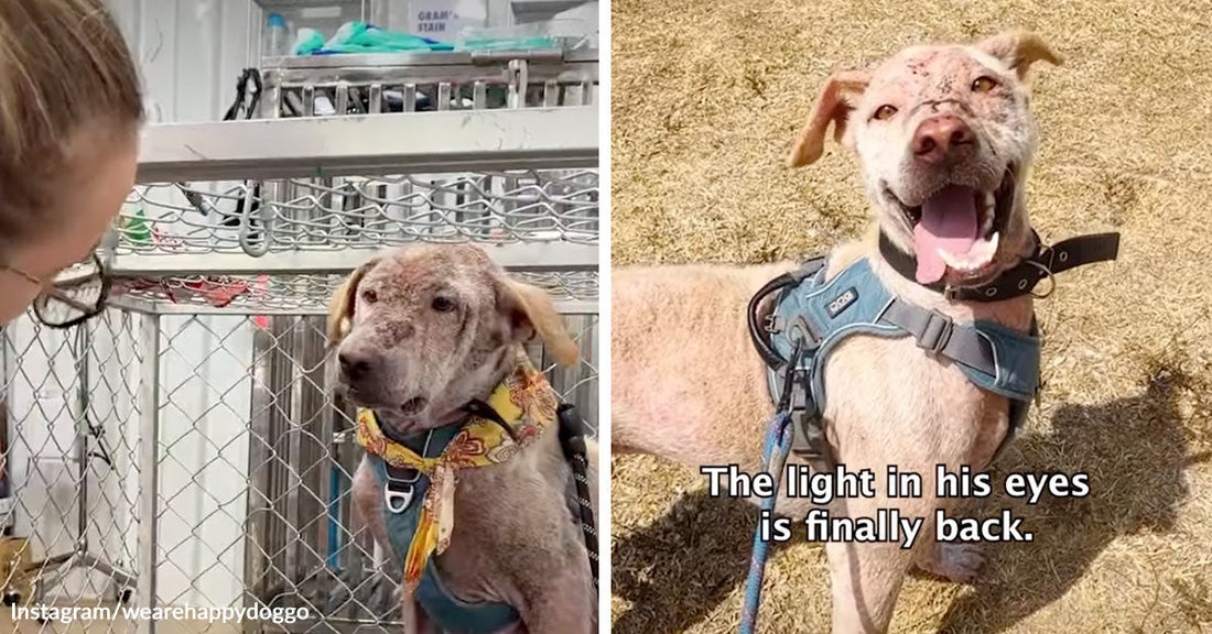 Scruffy tan dog stands alone in tall grass, then sits calmly in a car after rescue.