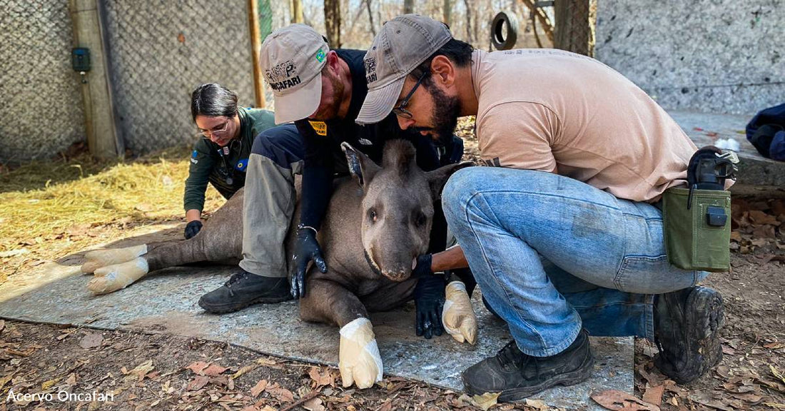 Tapirs Have Been Severely Burned in Wildfires, You Can Help This Holiday Season