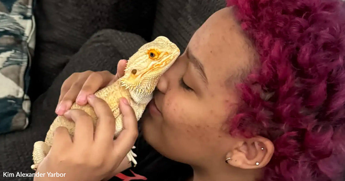 A person with pink hair gently kisses a bearded dragon on their cheek.