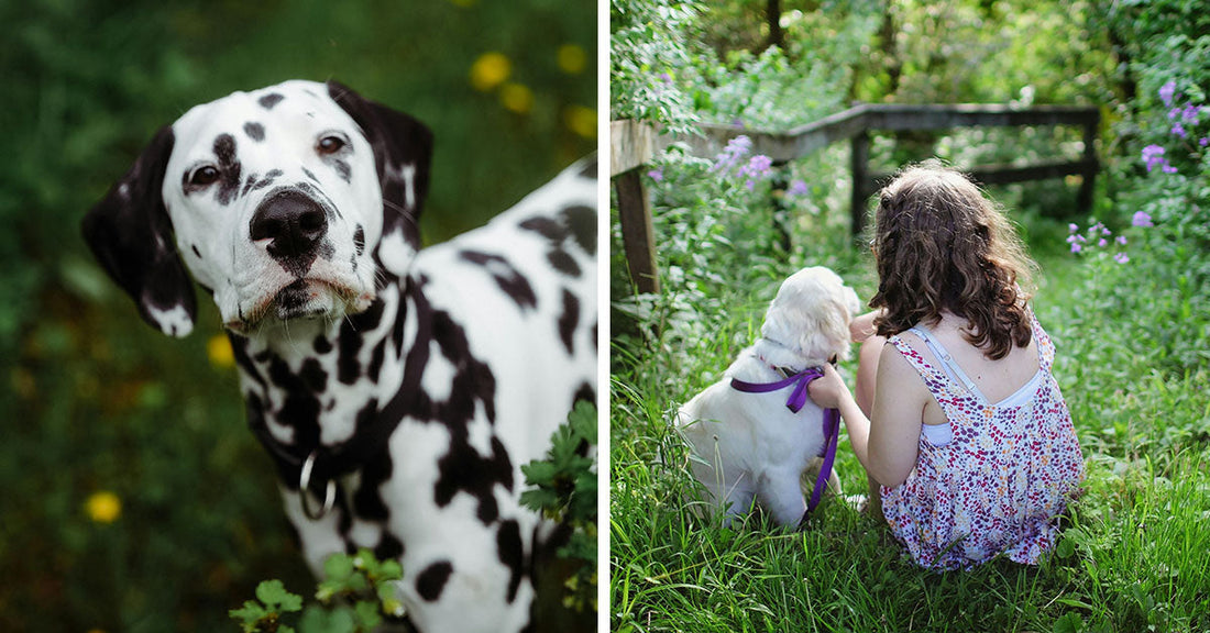 Side-by-side images showing two dogs and their surroundings: on the left, a close-up of a Dalmatian standing in green grass with yellow flowers; on the right, a young girl sitting in a lush garden with a white puppy wearing a purple ribbon.