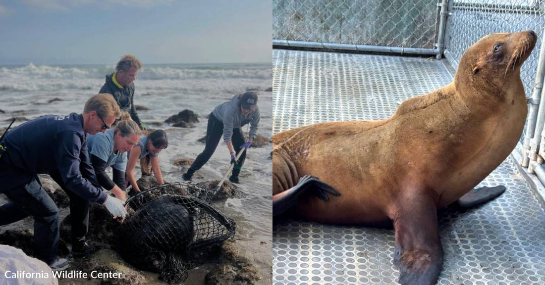 Hundreds of Sea Lions, Dolphins Sickened By Toxic Algal Blooms