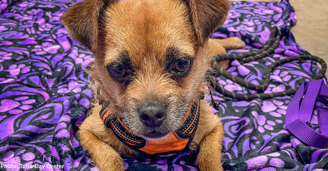 small tan dog resting on purple paw print blanket