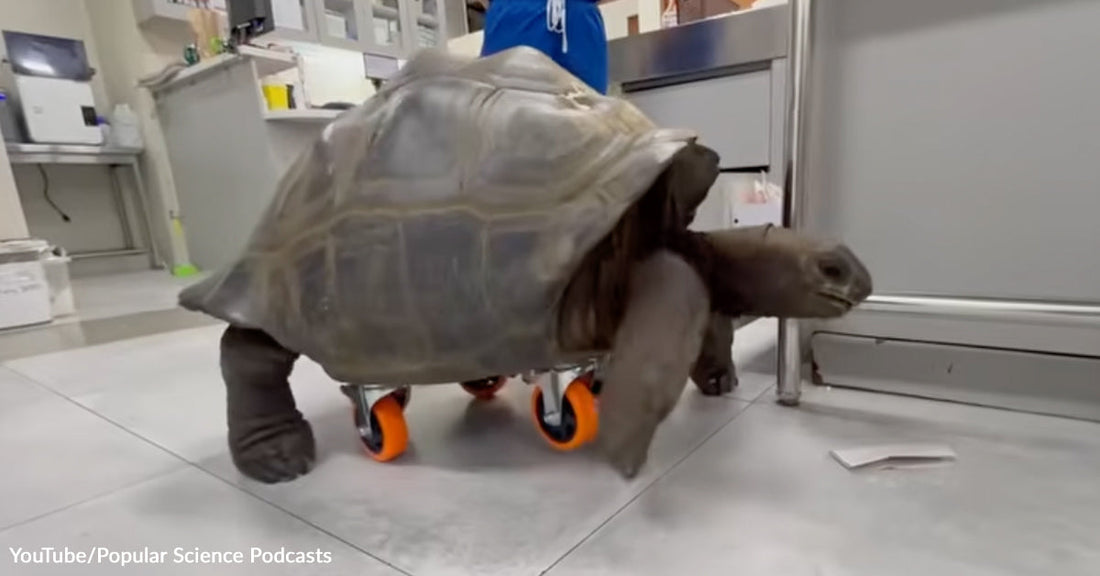 Tortoise fitted with orange-wheeled mobility support walking across a veterinary clinic floor.