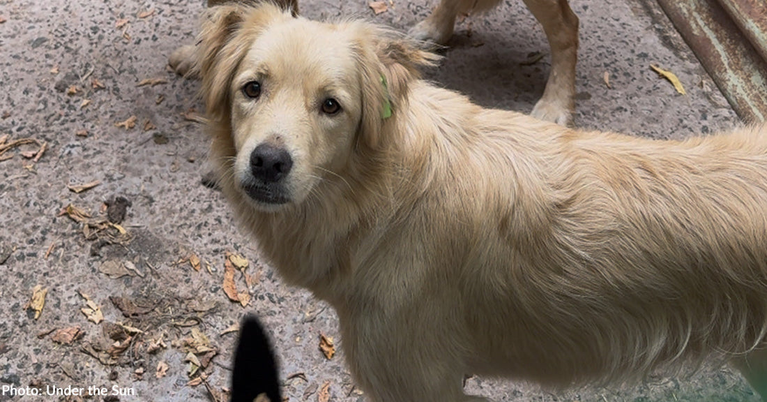 Golden Retriever Escapes the Horrors of War and Quickly Finds a Place to Call Home
