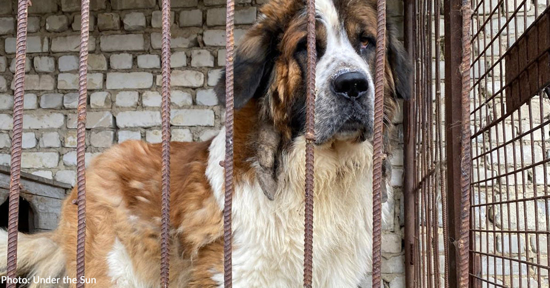 Soldiers Rescue Abandoned Dog Living in Filth Near Frontlines