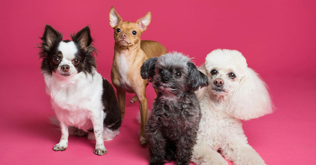 Four small dogs sitting and lying together on a pink background, facing forward with curious and alert expressions.