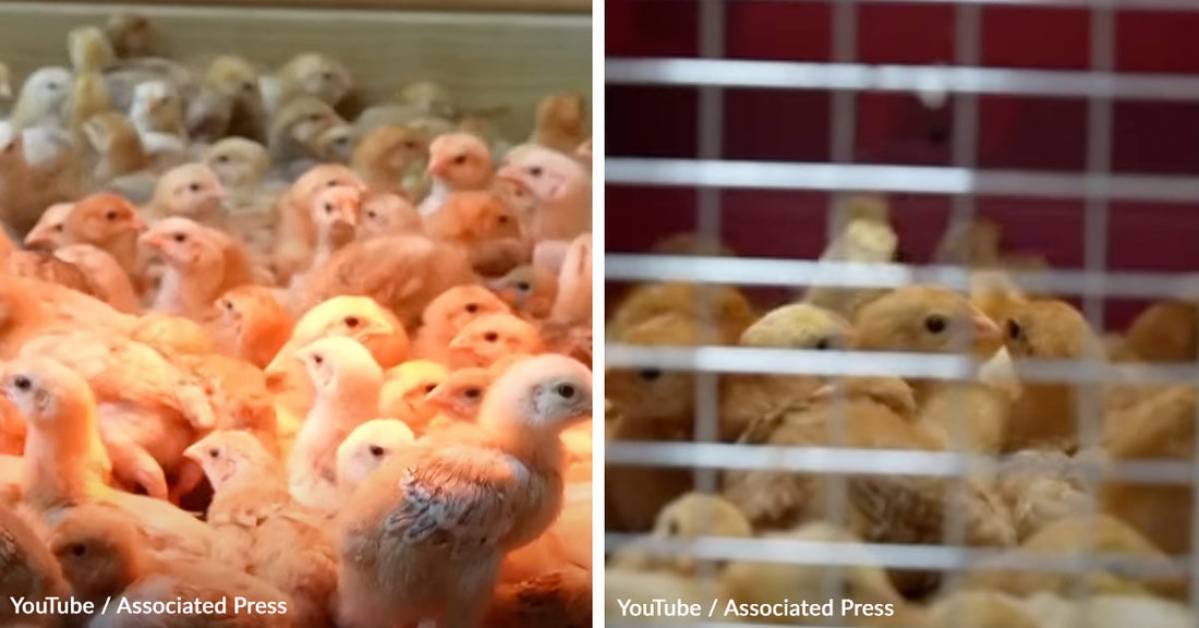 Thousands of Baby Chicks Found Dead After Being Left in USPS Truck
