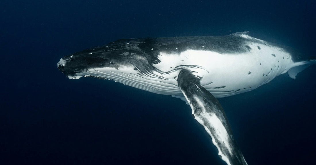 How Whale Urine Moves Life-Saving Nutrients Thousands of Miles Across Oceans