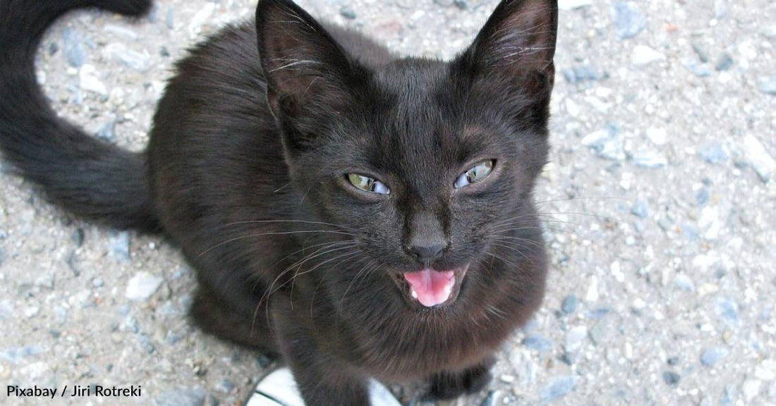 10 Common Noises Your Cat Makes, and What They Mean