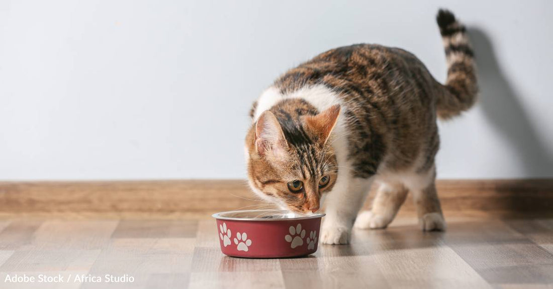 How Aging Cats with Dementia Reveal Alzheimer’s Brain Changes