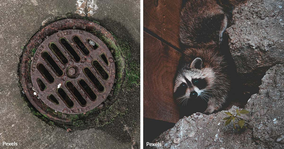 Alligators Roam And Raccoons Rule In Florida's Sewers