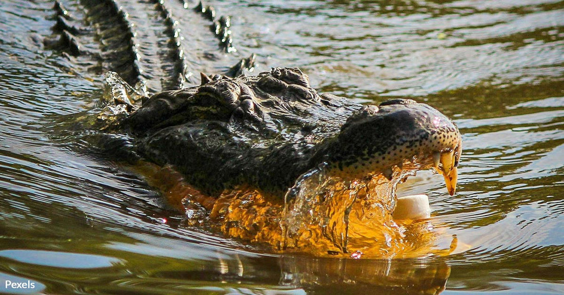 Florida Woman Fights Off Alligator with Bare Hands to Save Her Dog