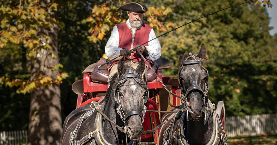 Heat-Stressed Horses Face Collapse While Savannah Weighs Working Animal Protections
