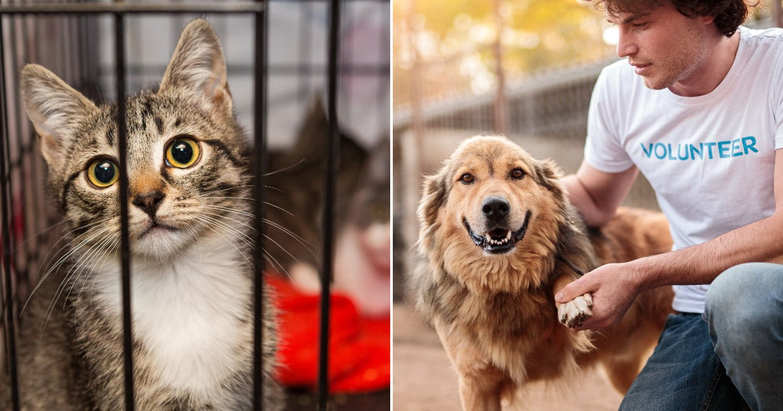On the left, a tabby kitten peers through metal cage bars at a shelter; on the right, a male volunteer kneels and holds a large fluffy dog's paw outdoors.